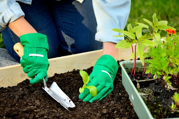 Szczelnie-do góry ręce rękawice sadzenia kiełkować — Zdjęcie stockowe