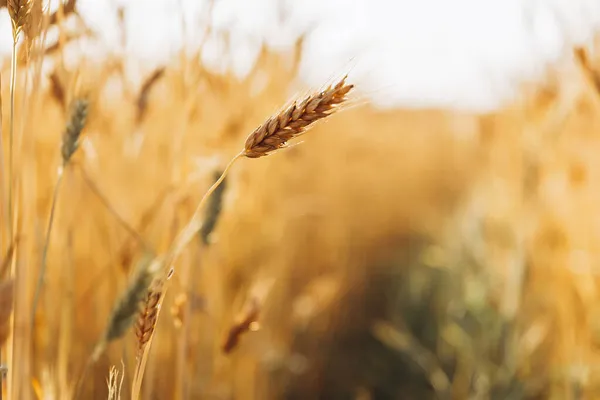 Stilvolles Foto Von Weizenähren Auf Einem Hintergrund Von Feldern Mit — Stockfoto