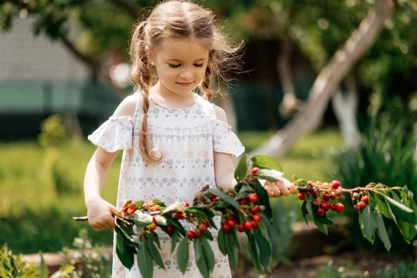 Küçük Bir Kız Olgun Kiraz Kirazın Meyvesini Tadıyor Elinde Bir — Stok fotoğraf