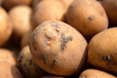 patates
