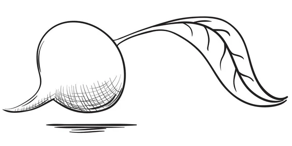 Illustrazione Della Barbabietola Disegnata Mano — Vettoriale Stock
