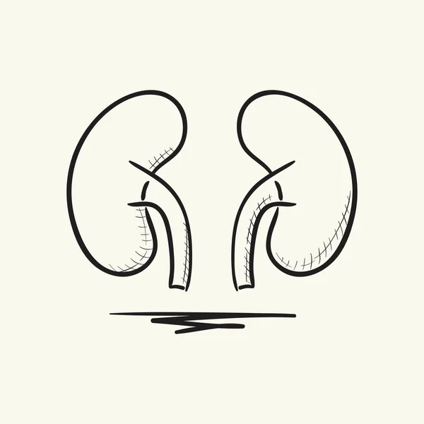 Kidneys icon. Hand drawn vector illustration