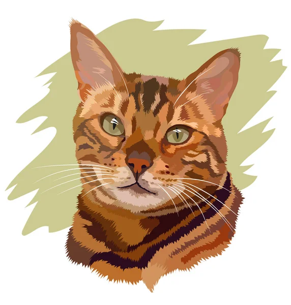 Portrait of a pet tabby cat with green eyes on a white background