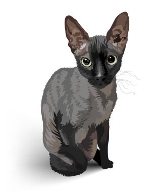 Koyu gri bir Sphynx kedisi oturur ve gözlerine bakar.