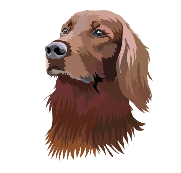 portrait of a boykin spaniel dog from South Carolina