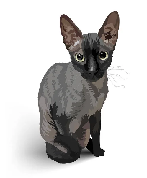 A dark gray Sphynx cat sits and looks into your eyes