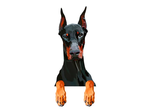 Dobermann pençeleri ile portresi. Köpek sınırında asılı. Siyah palto ve uzun sivri kulakları ile ev evde beslenen hayvan. Evcil hayvan. Grafik öğesi için promo el ilanı veya afiş. Yalıtılmış düz vektör çizim.