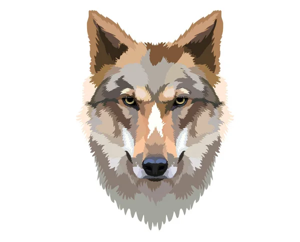 Wild Wolf Isolated White Background — Vetor de Stock