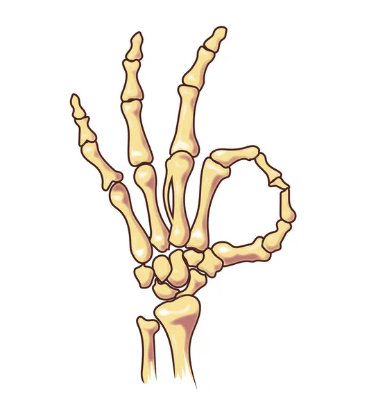 Skeleton Χέρι Δείχνει Σημάδι Όλα Είναι Καλά — Διανυσματικό Αρχείο