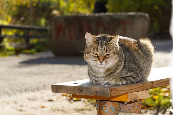 줄무늬 고양이는 가을에 일광욕을 고양이는 의자에 — 스톡 사진