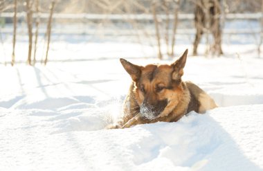 Köpek ve kar, dondurucu bir kış sabahı köpek yürür. Alman çoban köpeği pofuduk karda oynamayı sever..