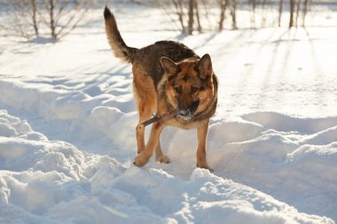Köpek ve kar, dondurucu bir kış sabahı köpek yürür. Alman çoban köpeği pofuduk karda oynamayı sever..