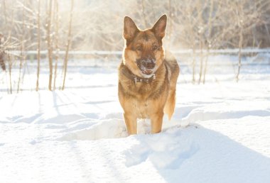 Köpek ve kar, dondurucu bir kış sabahı köpek yürür. Alman çoban köpeği pofuduk karda oynamayı sever..