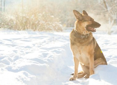 Köpek ve kar, dondurucu bir kış sabahı köpek yürür. Alman çoban köpeği pofuduk karda oynamayı sever..