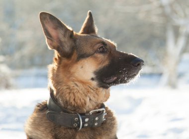Köpek ve kar, dondurucu bir kış sabahı köpek yürür. Alman çoban köpeği pofuduk karda oynamayı sever..