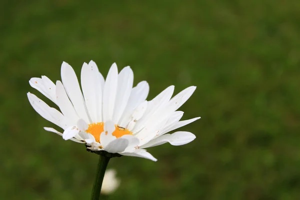 Vacker vit blomma i en trädgård — Stockfoto