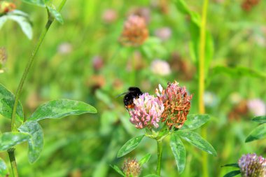 Bir tarlada güzel hareketli yonca çiçekler