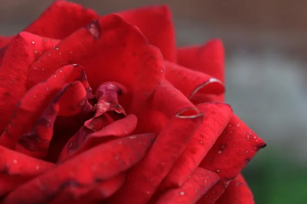 Rosa vermelha bonita em um jardim — Fotografia de Stock