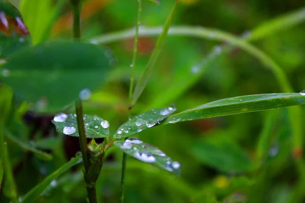 Schöne Tautropfen auf dem Gras — Stockfoto