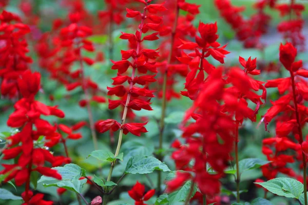Primo piano di bei fiori rossi vibranti — Foto Stock
