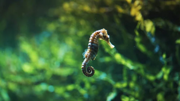 A Unique Underwater Specie Seahorse Concept Of Underwater World Hippocampus Reidi
