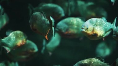 Akvaryumda Benekli Su altı Renkli Balıklar Okulu - Deniz Dünyası