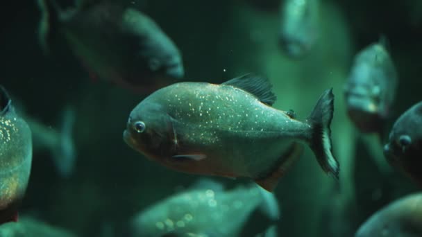 Escola de peixes no aquário - Peixe com manchas se movendo lentamente na água — Vídeo de Stock