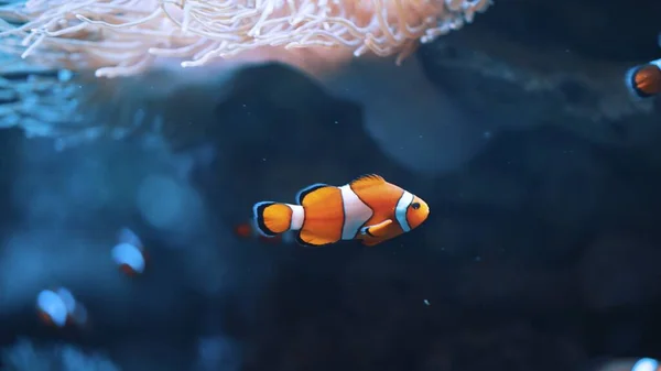 Underwater life concept. Beautiful clownfish in orange and white stripes swimming.