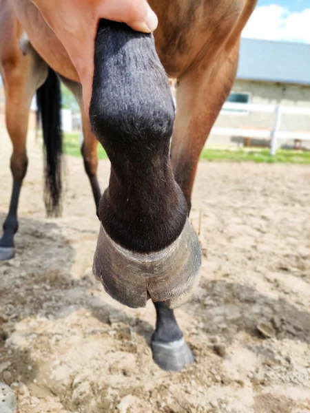 手によって保持された損傷馬の蹄。動物の苦しみの概念の世話をする. — ストック写真