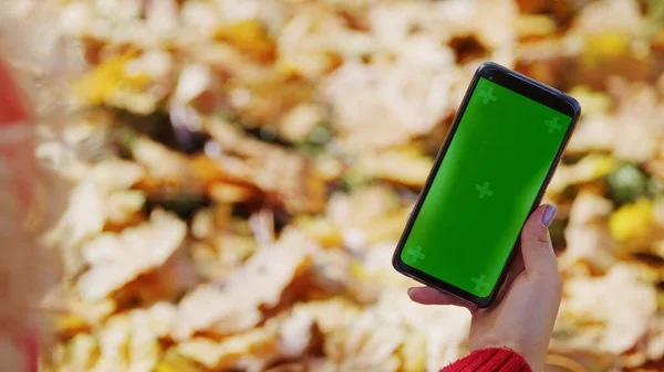 Caucasiano pessoa segurando mockup tela verde chroma chave smartphone sobre fundo com folhas amarelas de outono. Tiro ao ar livre. Finalidade comercial. — Fotografia de Stock