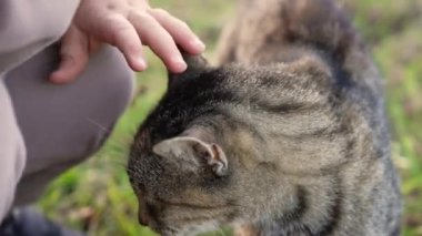 Child strokes a cat park background closeup outdoors copy space . High quality 4k footage