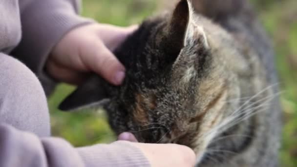Kid Pets Cat Park Background Closeup Outdoors Copy Space High — Stok video