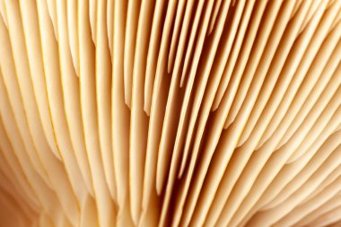 Mantar bitkilerinin soyut arka plan makrosu. Fikir tasarımı desen konseptini kullanarak doğal ya da bulanık arkaplanı olan duvar kağıdı, yumuşak odak