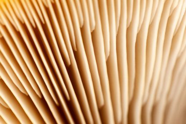 Mantar bitkilerinin soyut arka plan makrosu. Fikir tasarımı desen konseptini kullanarak doğal ya da bulanık arkaplanı olan duvar kağıdı, yumuşak odak