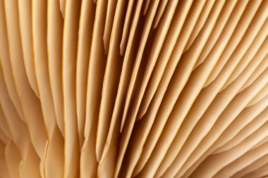 Mantar bitkilerinin soyut arka plan makrosu. Fikir tasarımı desen konseptini kullanarak doğal ya da bulanık arkaplanı olan duvar kağıdı, yumuşak odak