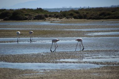 Akdeniz kıyısındaki Delta del Ebro 'da yemek yiyen flamingoların güzel bir görüntüsü.