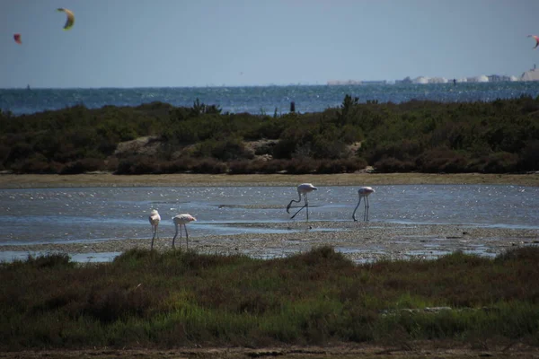 Akdeniz kıyısındaki Delta del Ebro 'da yemek yiyen flamingoların güzel bir görüntüsü.