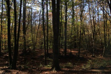 Güzel bir kayın ormanında sonbahar zamanı, La Garrotxa 'da kayın ormanı, İspanya