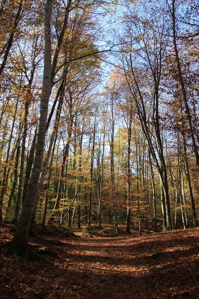 Autumn Time Beautiful Beech Forest Beech Forest Jorda Garrotxa Spain — Stock Photo, Image