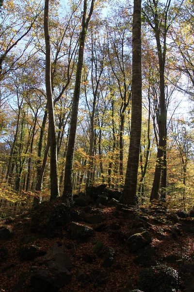 秋天的时候 在美丽的山毛榉林 山毛榉林的山毛榉林 — 图库照片