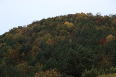 Sonbahar mevsiminde farklı renkte ağaçlarla kaplı bir dağ. Yağmurlu gün.