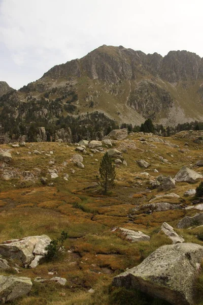 Arbre Solitaire Dans Parc Naturel Des Pyrénées — Photo