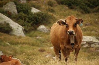 brown mountain cow in the forest in the wild