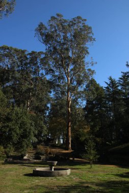Park meydanı, ağaç ve küçük bir çeşme.