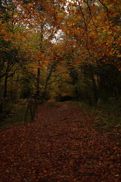 Path Source Urederra Autumn Fallen Leaves Trees — Stockfoto