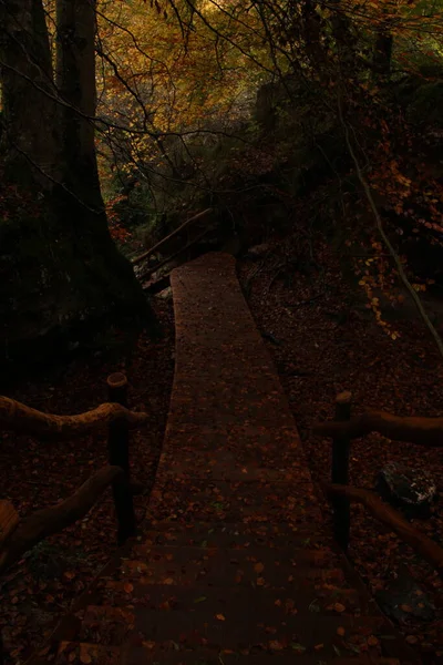 秋天尿道源头的木径 树叶从树上落下来 — 图库照片