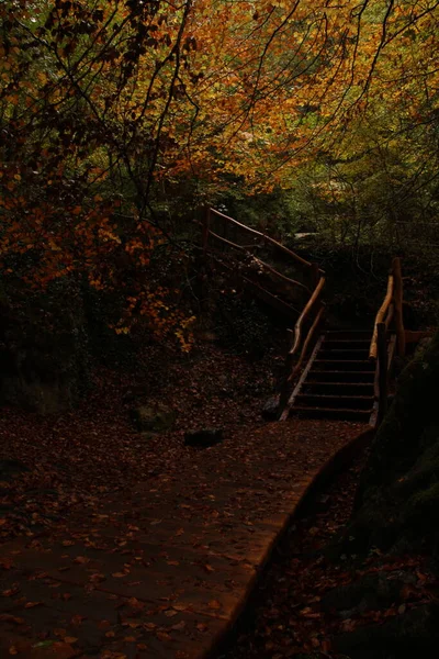 Wooden Path Source Urederra Autumn Fallen Leaves Trees — Stockfoto