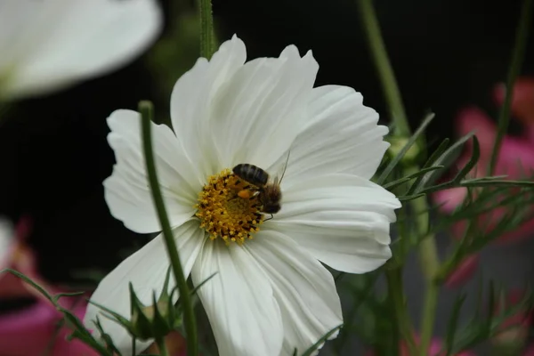 Beyaz Yapraklı Güzel Bir Çiçek Bir Arı — Stok fotoğraf