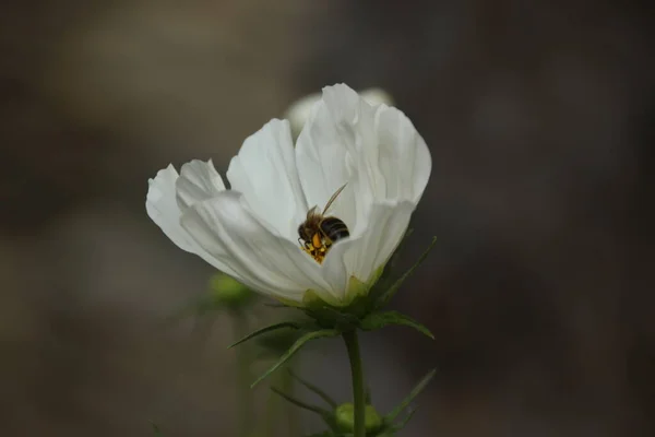 Beyaz yapraklı güzel bir çiçek ve bir arı.