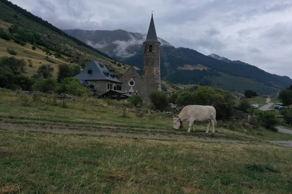 Montgarri Kloster Vall Aran Mit Einer Kuh Die Für Den — Stockfoto